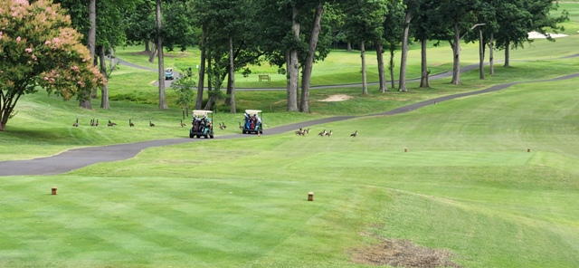 Summer Golf