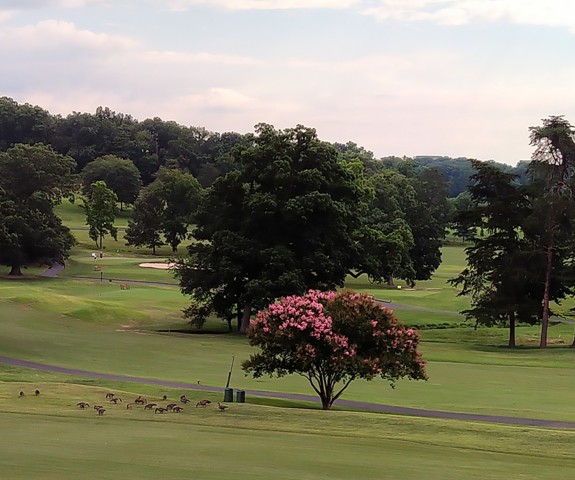 Summer Golf